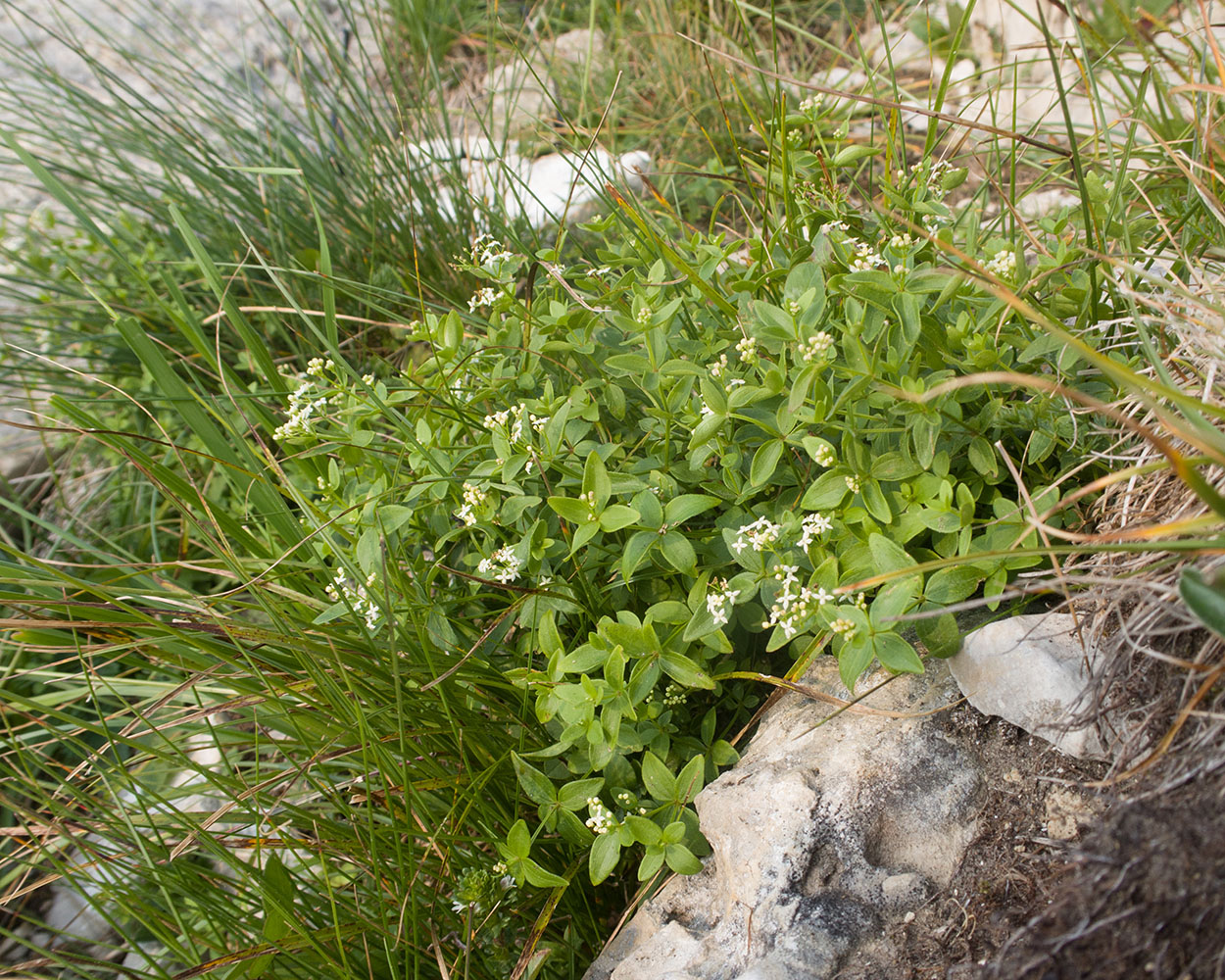 Image of Galium valantioides specimen.