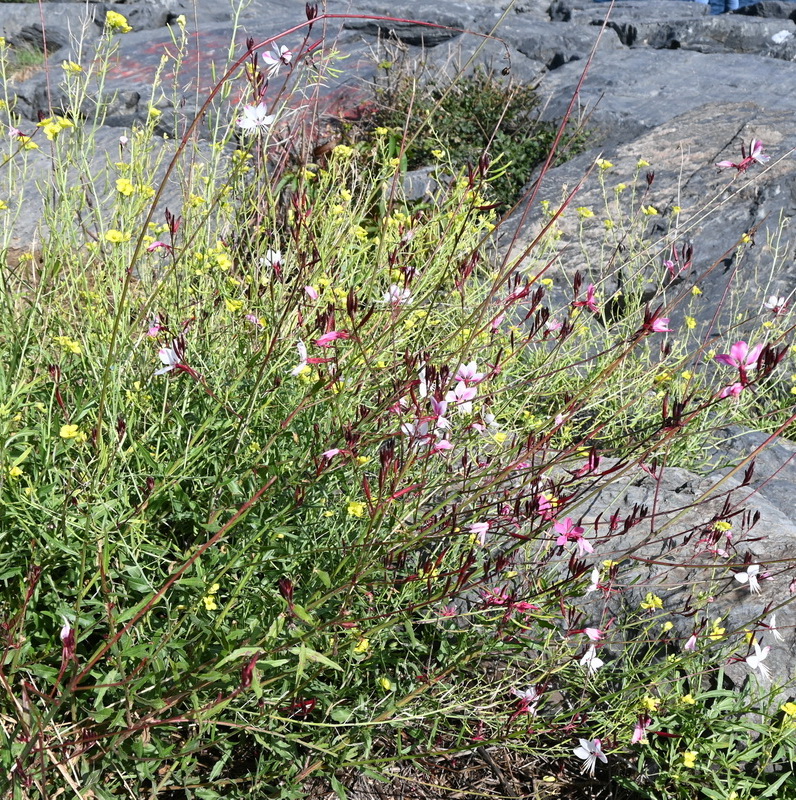 Image of Gaura lindheimeri specimen.
