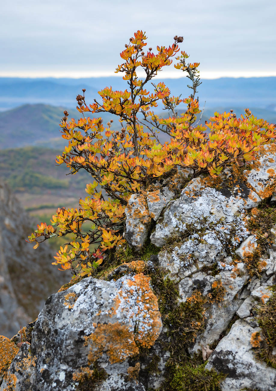 Image of Unknown species specimen.