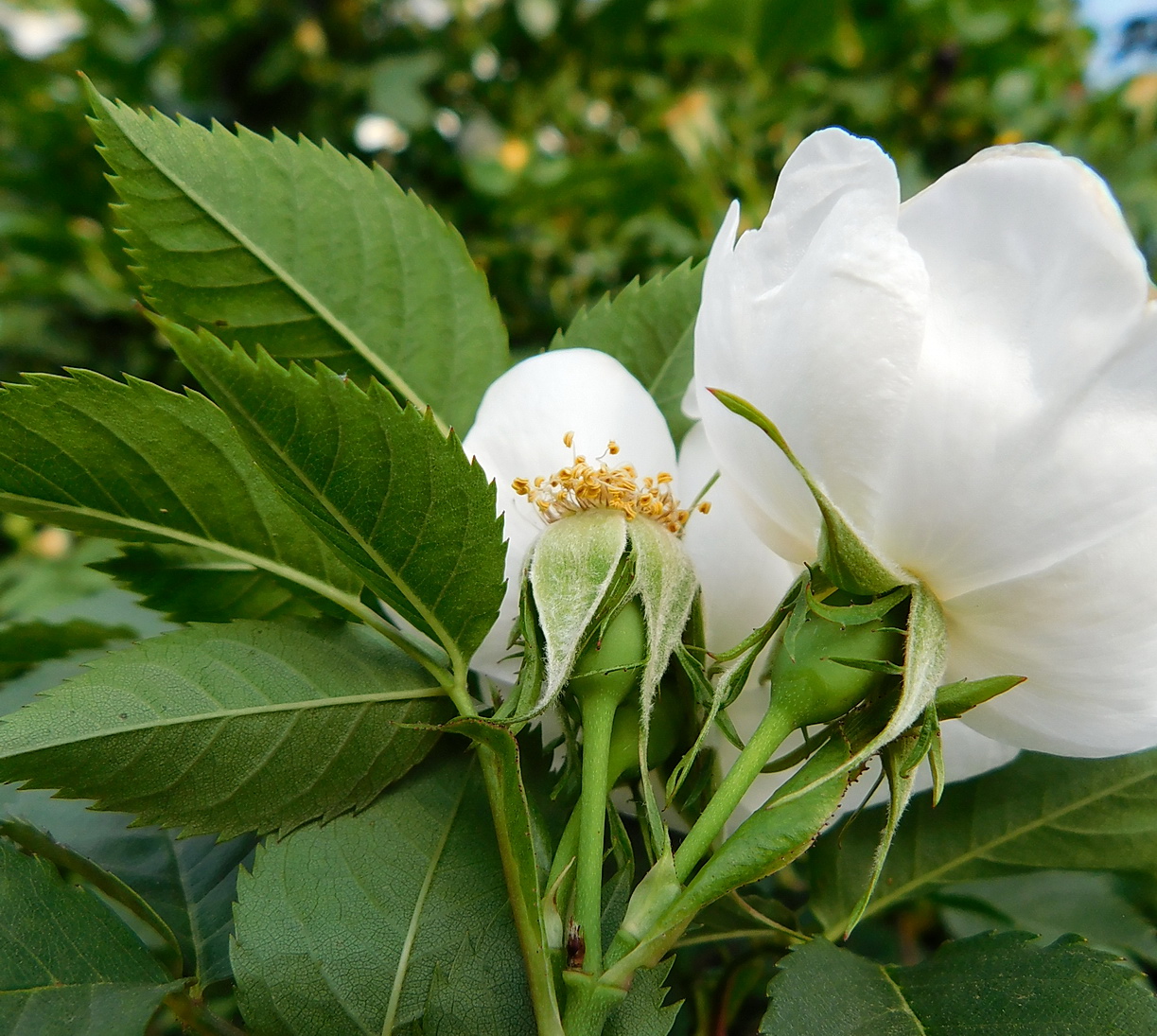 Изображение особи Rosa canina.