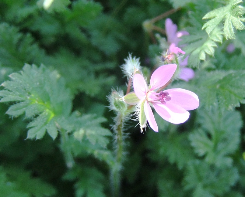 Изображение особи Erodium cicutarium.