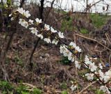 Cerasus tomentosa. Часть цветущей ветви. Волгоград, Красноармейский р-н, в лесопосадке у шлюза № 2. 13.04.2026.