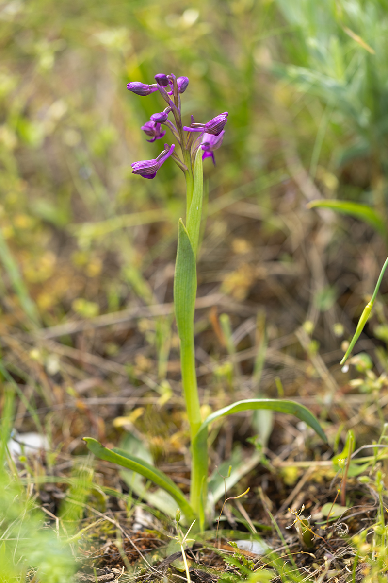 Image of Anacamptis morio ssp. caucasica specimen.