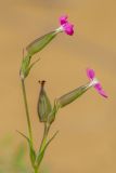 Pleconax conica