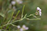 семейство Brassicaceae. Верхушка побега с соцветием и плодами. Дагестан, Кумторкалинский р-н, дол. р. Шураозень, глинистый склон. 29.04.2026.