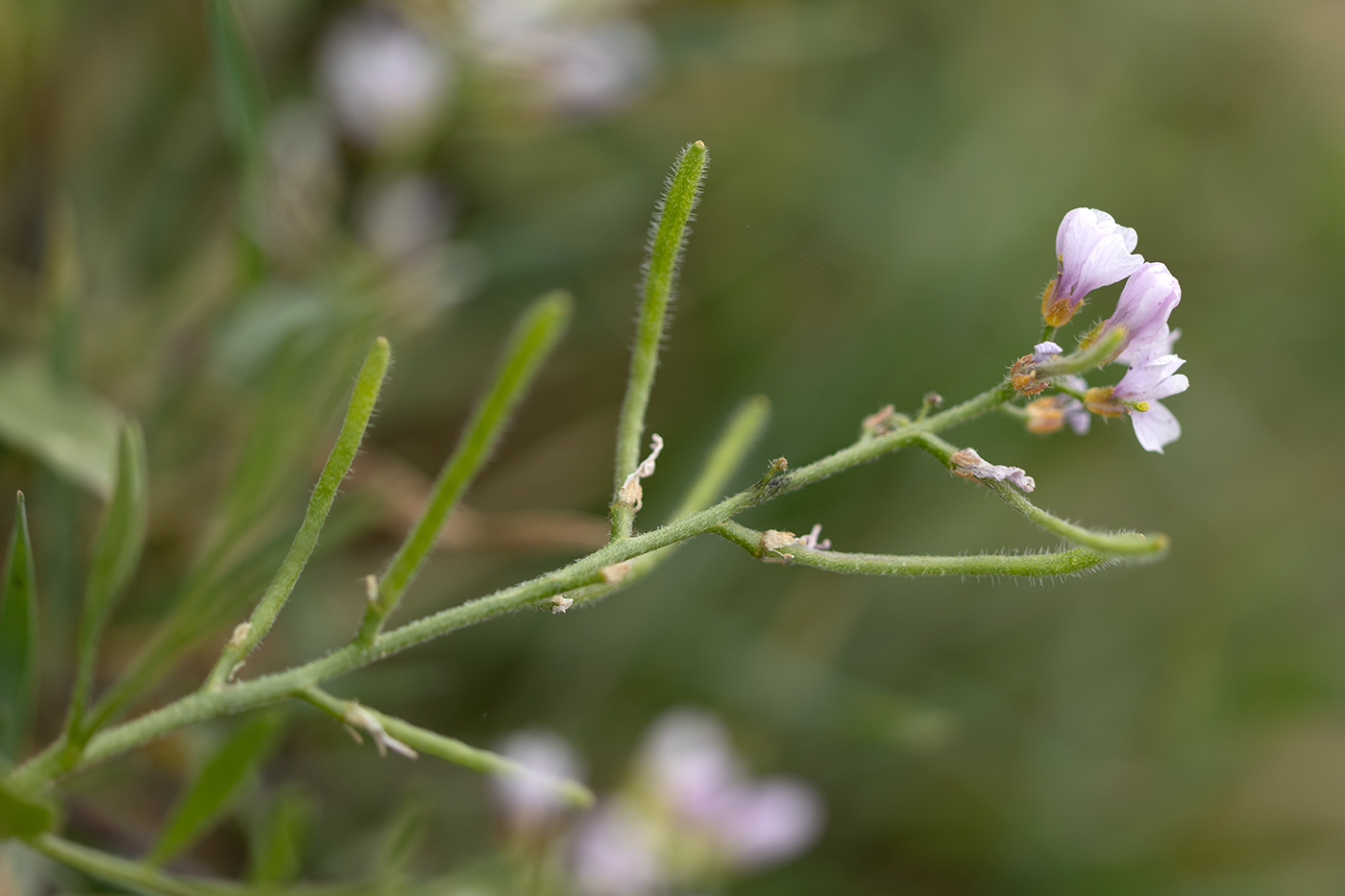 Изображение особи семейство Brassicaceae.