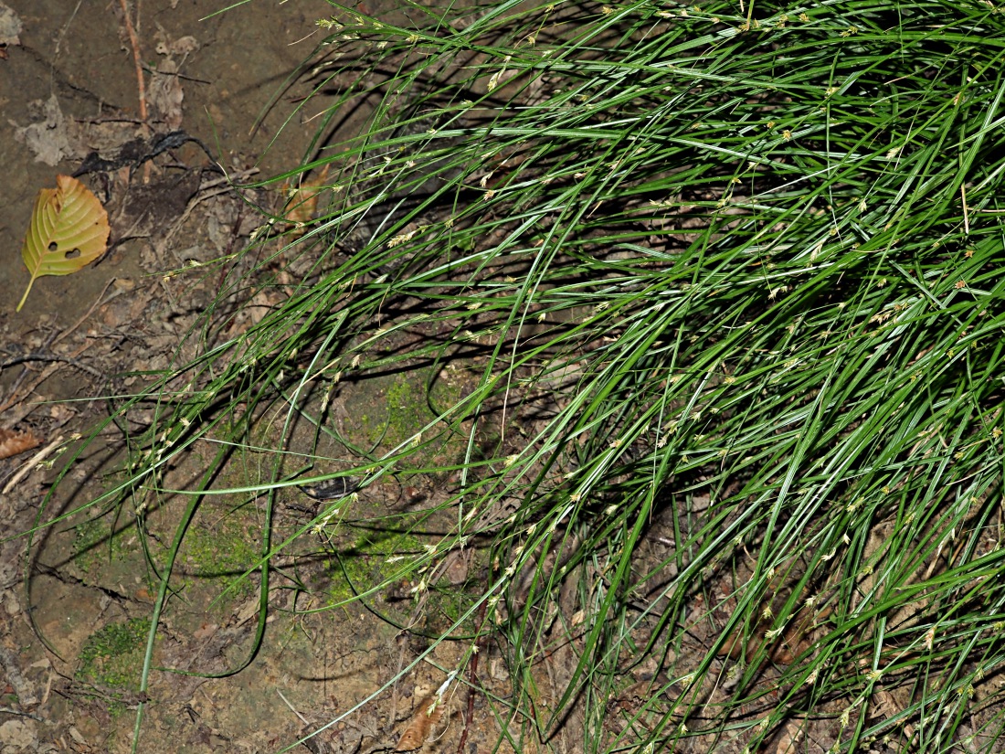 Изображение особи Carex remota.