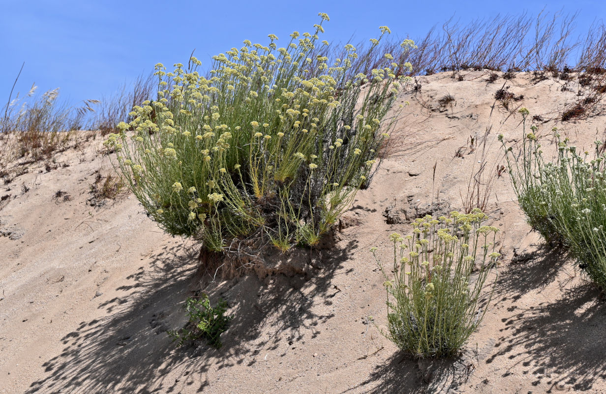 Image of Helichrysum italicum specimen.