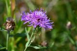 Centaurea jacea. Верхушка побега с соцветием. Московская обл., Орехово-Зуевский гор. округ, дол. р. Клязьма, луг. 19.07.2026.