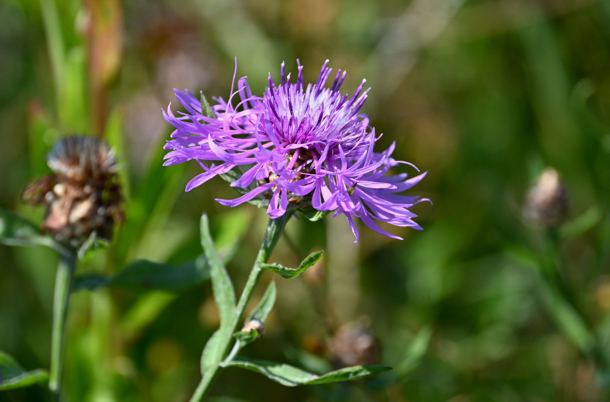 Изображение особи Centaurea jacea.