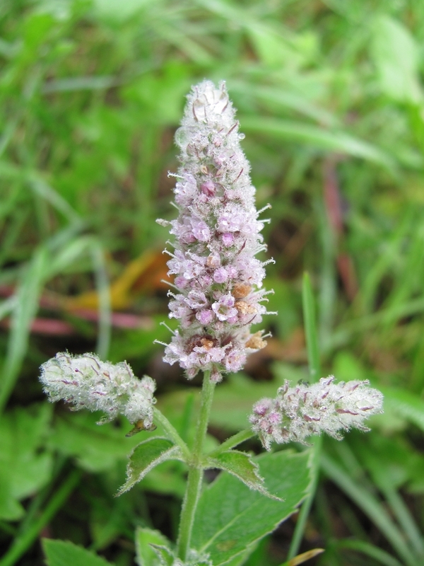 Image of Mentha longifolia specimen.