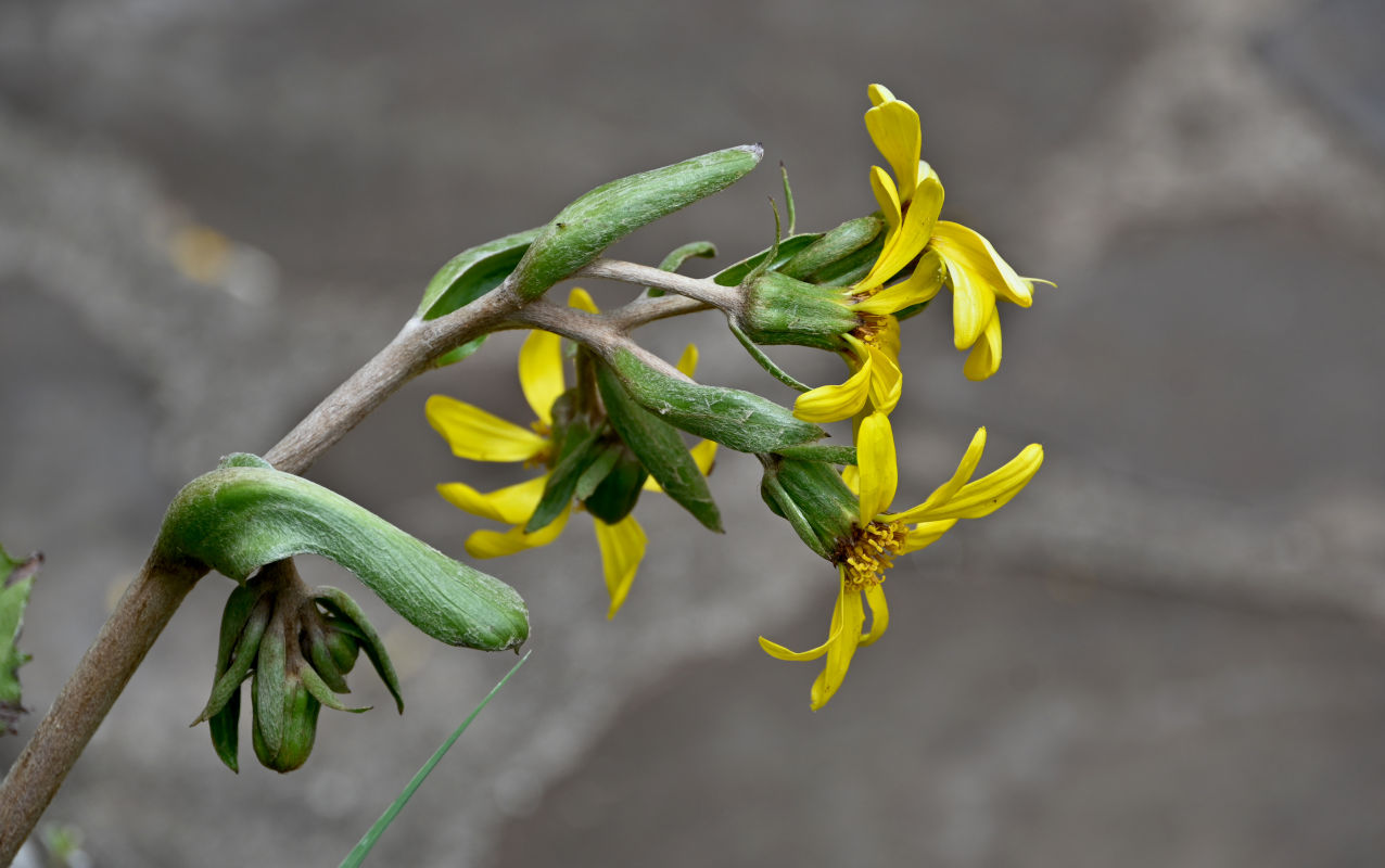 Image of Farfugium japonicum specimen.