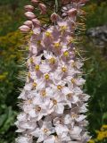 genus Eremurus. Часть соцветия. Таджикистан, Гиссарский хр., дол. р. Зидды, стационар Сияку, ≈ 2450 м н.у.м., крупнотравный луг. 25 июня 2026 г.