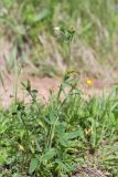 Trifolium montanum. Цветущее растение. Республика Татарстан, окр. с. Камское Устье, дол. р. Волга, хвойно-широколиственный лес (с Pinus, Quercus, Ulmus, Acer), обочина грунтовой дороги. 01.06.2026.