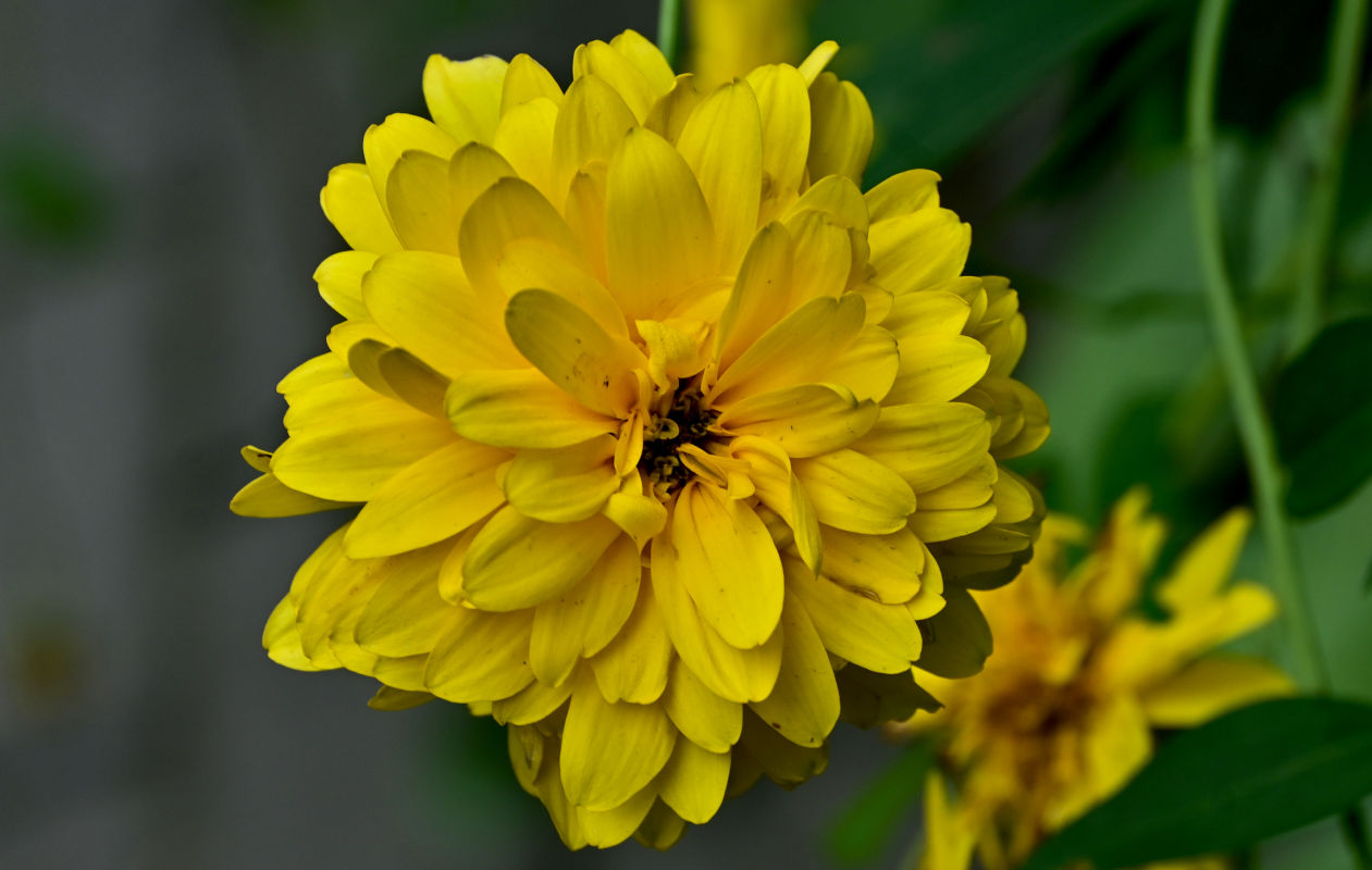 Изображение особи Rudbeckia laciniata var. hortensia.