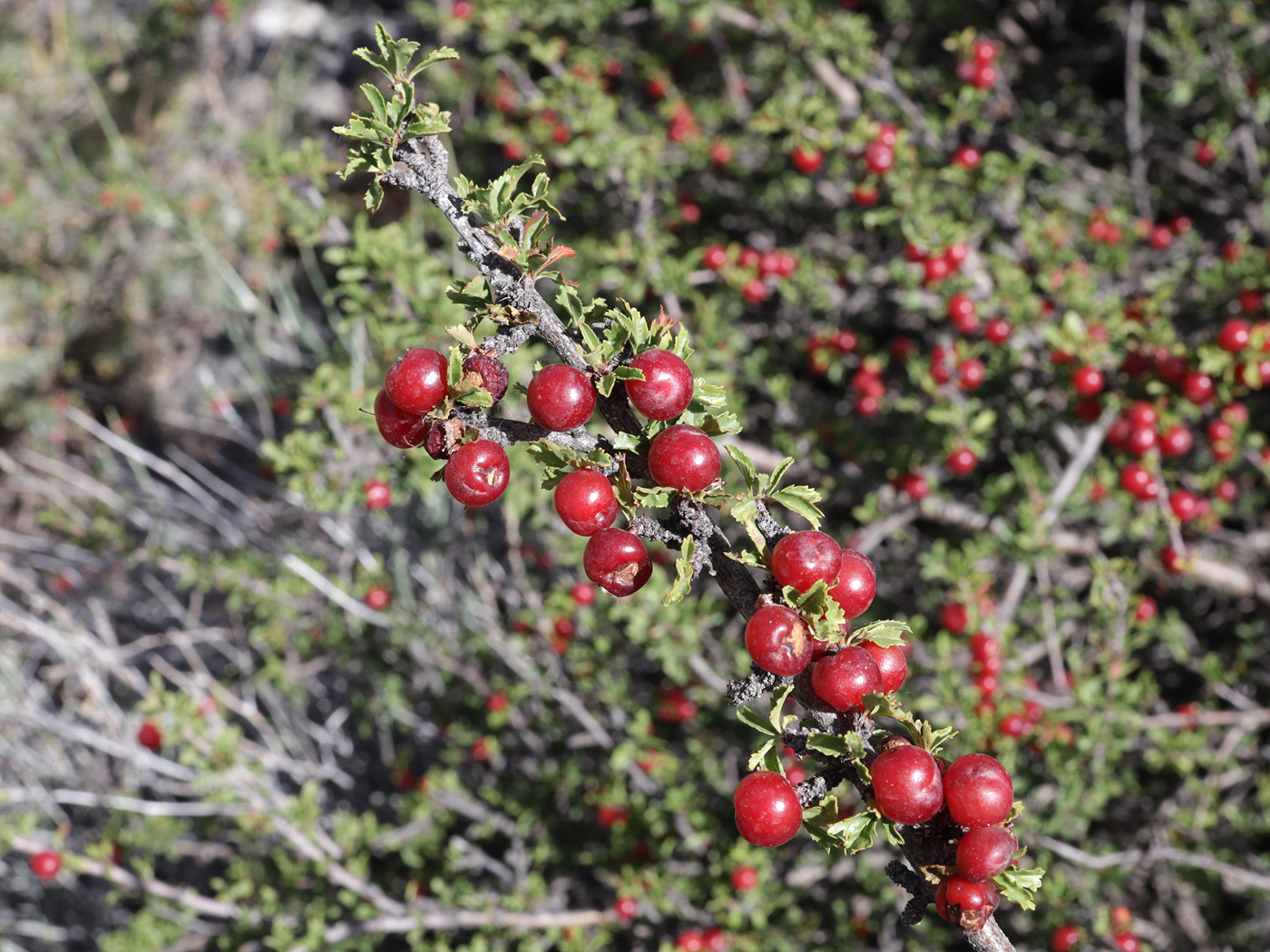 Image of Cerasus tianshanica specimen.