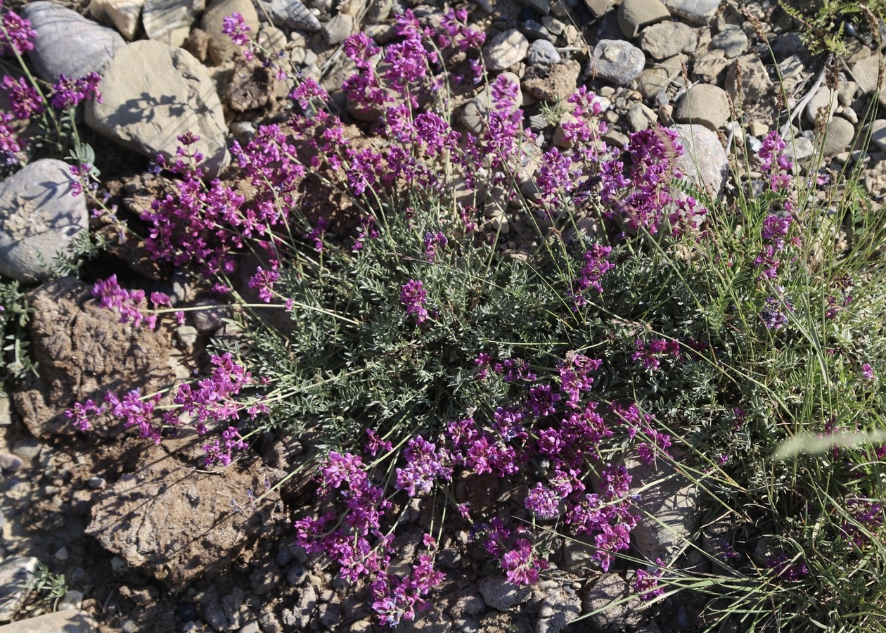 Image of Oxytropis integripetala specimen.