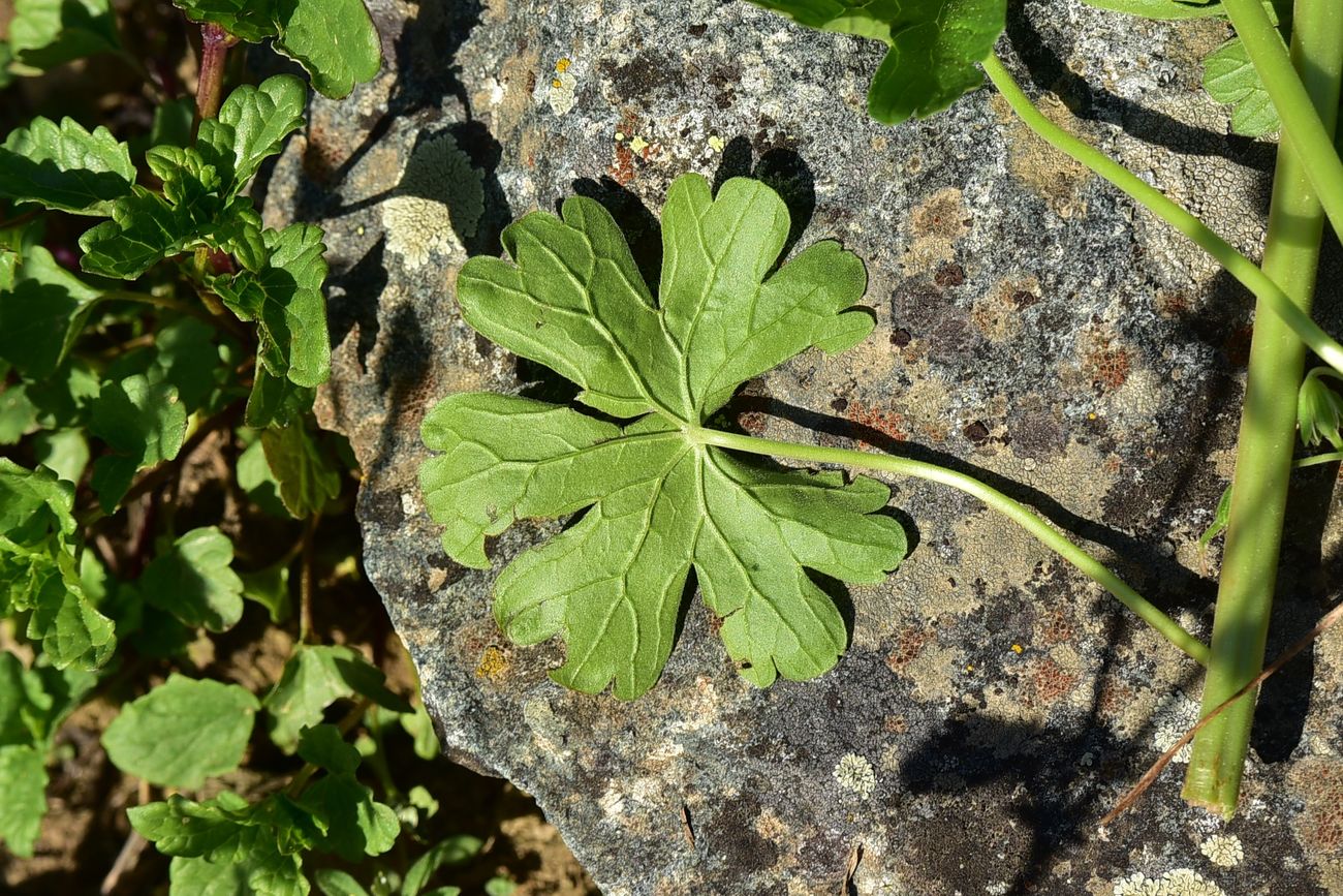 Изображение особи род Geranium.
