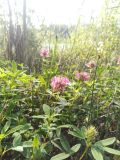 Trifolium medium. Цветущее растение в сосновом лесу. Республика Татарстан (Татарстан), Спасский р-н, Трёхозёрское сельское поселение, остров Вертолётный. 09.07.2025.