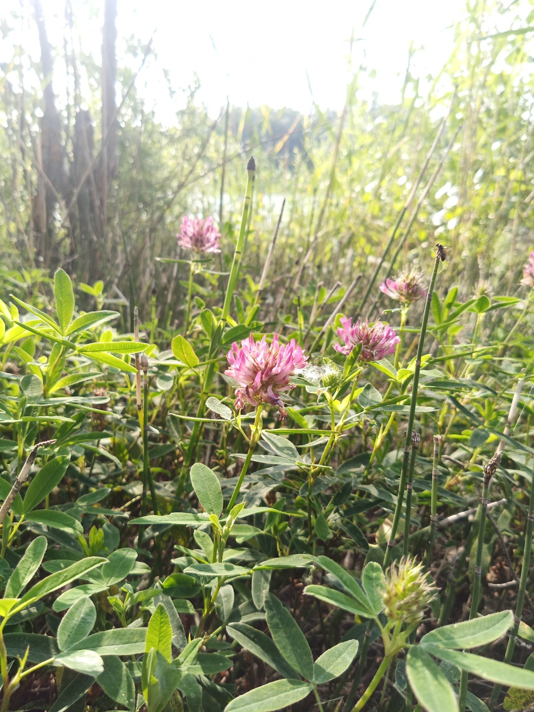 Image of Trifolium medium specimen.