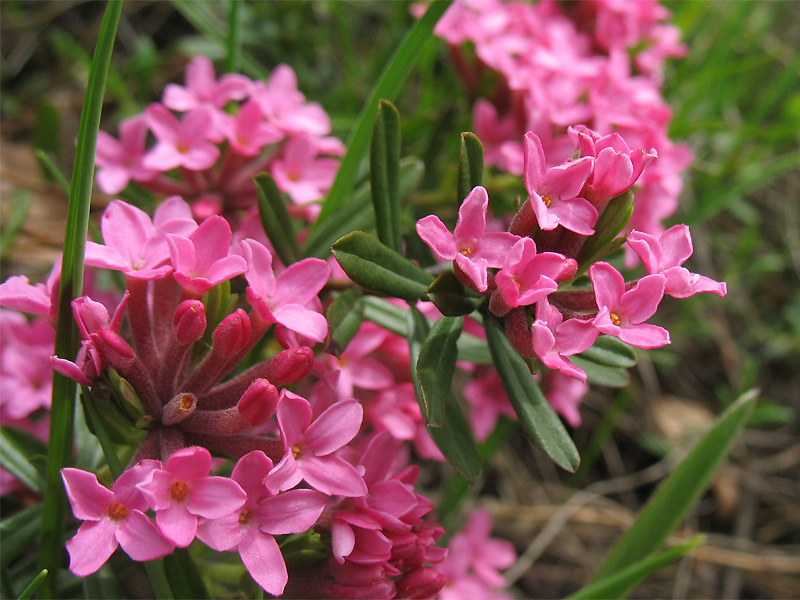 Image of Daphne cneorum specimen.