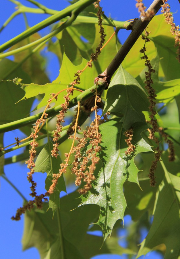 Image of Quercus rubra specimen.