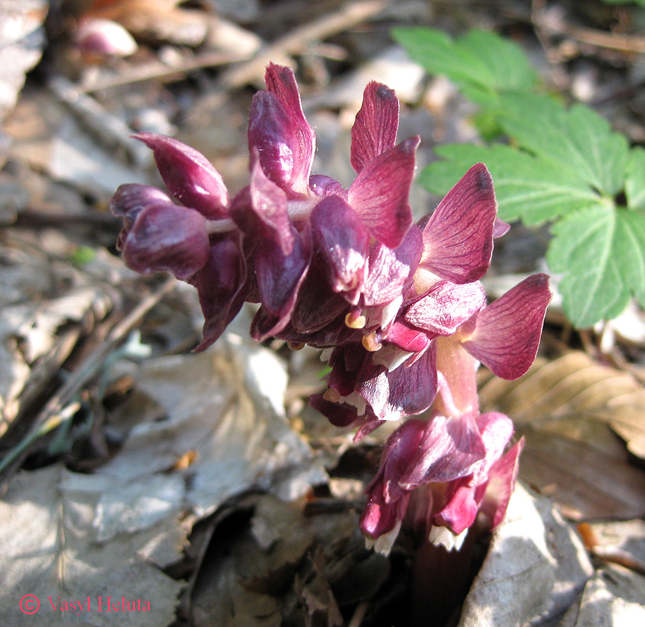 Изображение особи Lathraea squamaria.