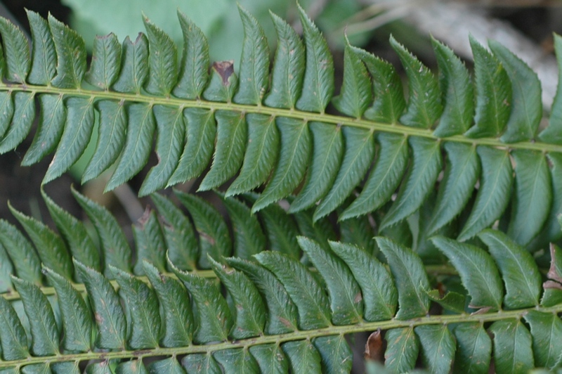 Изображение особи Polystichum lonchitis.