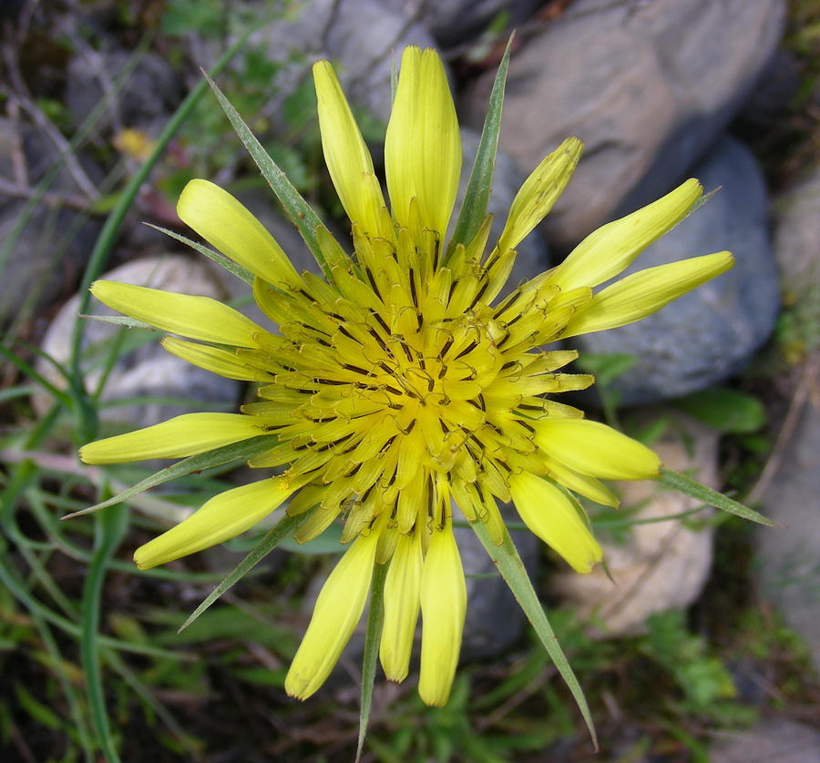 Изображение особи Tragopogon dubius.