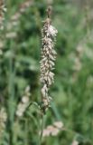 Melica altissima. Соцветие. Воронежская обл., Лискинский р-н, музей-заповедник \"Дивногорье\", луговой склон. 12.06.2011.