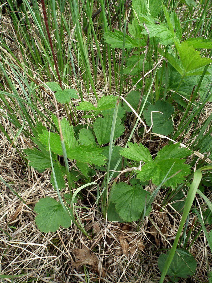 Изображение особи Geum rivale.