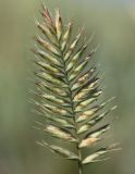 Agropyron pectinatum