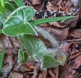 Asarum europaeum. Побег с цветком. Чувашия, окрестности г. Шумерля, Паланский лес. 9 мая 2007 г.