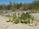 Zygophyllum pinnatum. Плодоносящее растение в псаммофитной северной пустыне. Казахстан, Алматинская обл., Алакольский р-н, близ раз. Жаксыбулак; северное побережье оз. Балхаш, закрепленные пески на подгорной равнине мелкосопочного массива Шубартау. 06.06.2009.