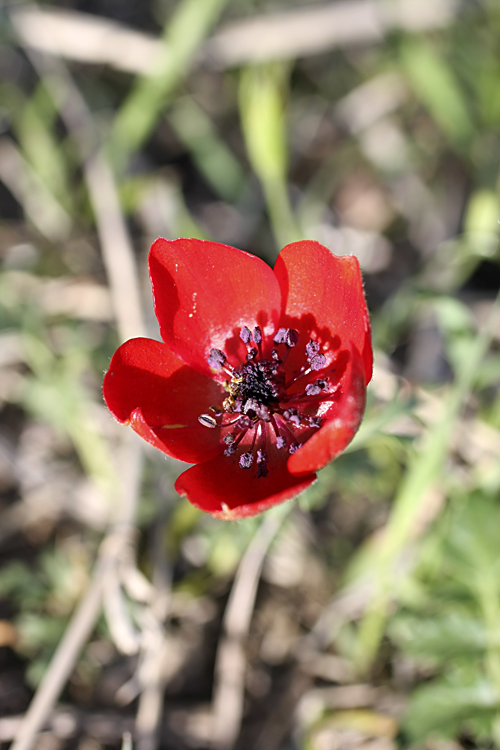 Изображение особи Anemone bucharica.