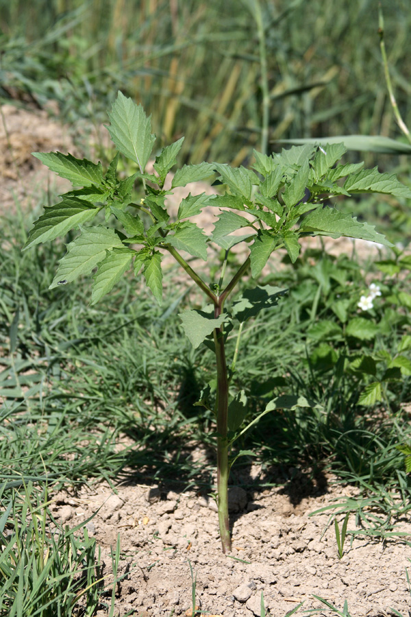 Изображение особи Physalis angulata.