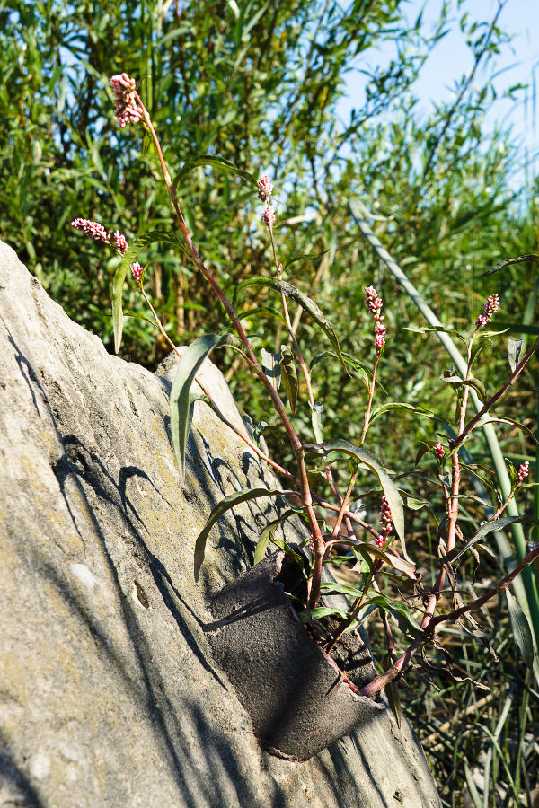 Image of Persicaria maculosa specimen.