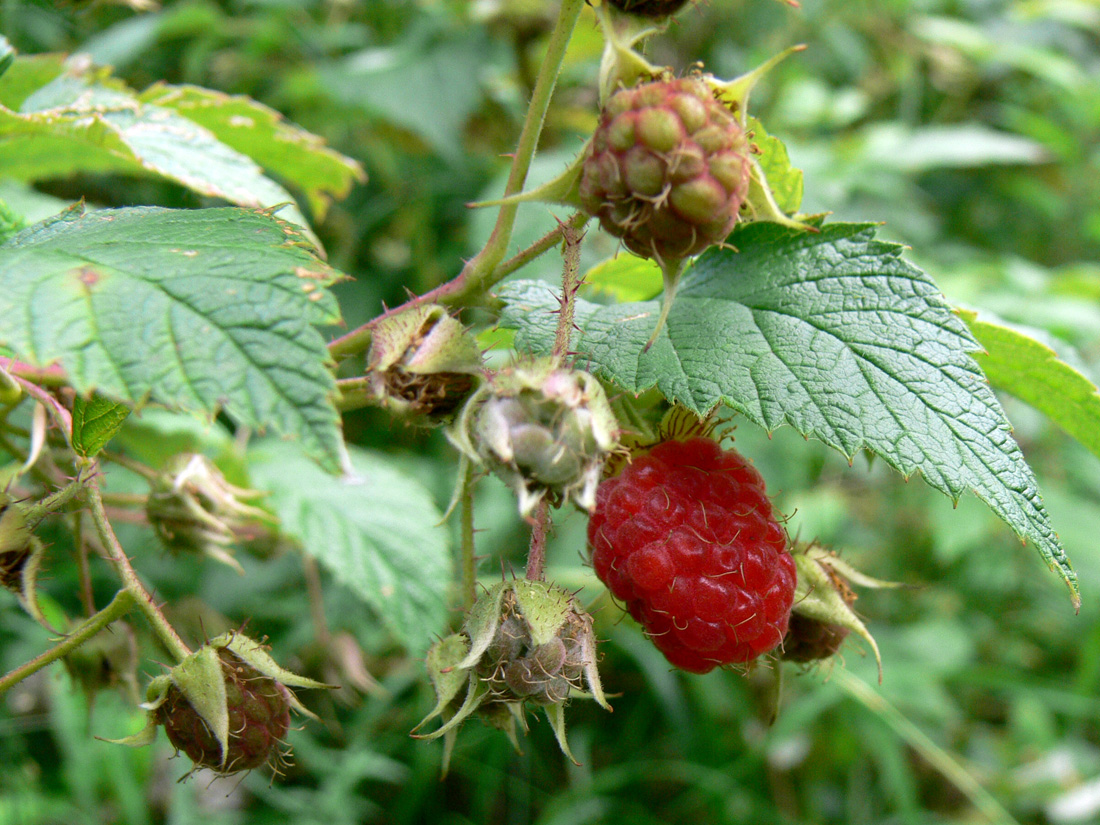 Изображение особи Rubus matsumuranus.