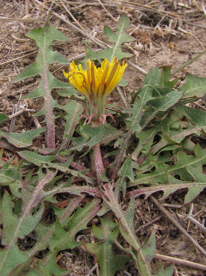 Image of Taraxacum serotinum specimen.