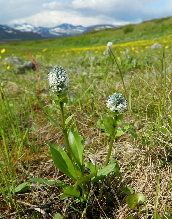 Image of Lagotis minor specimen.