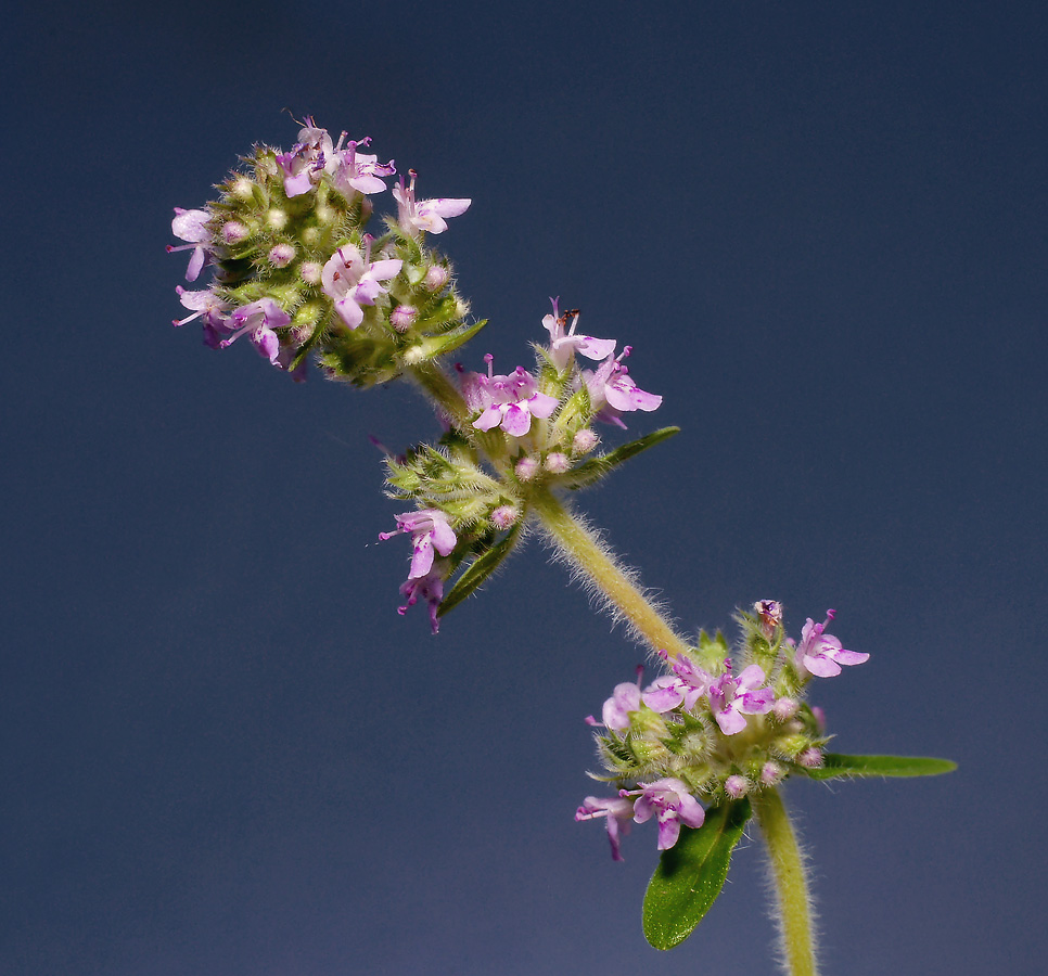 Изображение особи Thymus marschallianus.