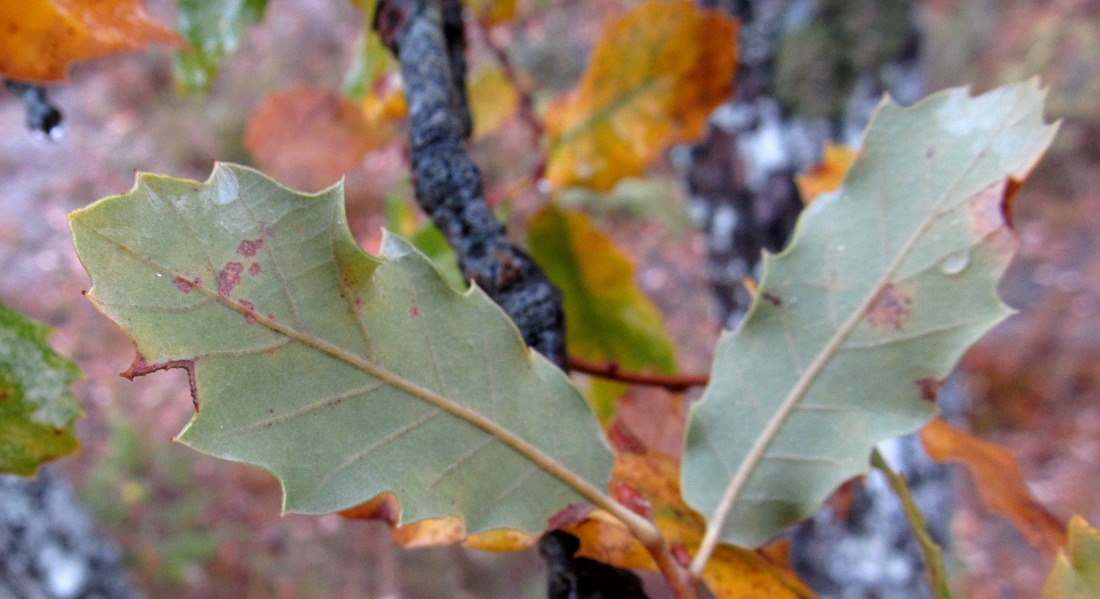 Изображение особи род Quercus.