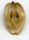 Image of taxon representative. Author is Николай Дегтярёв