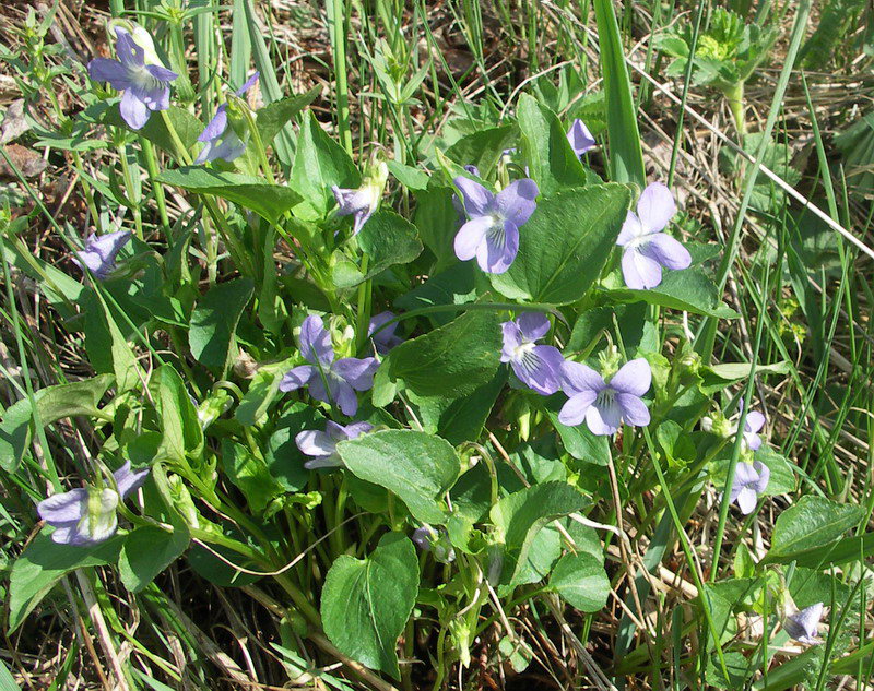 Image of Viola canina specimen.