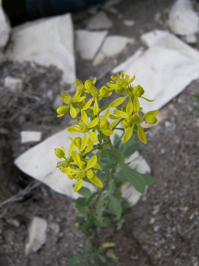 Image of Haplophyllum ciscaucasicum specimen.