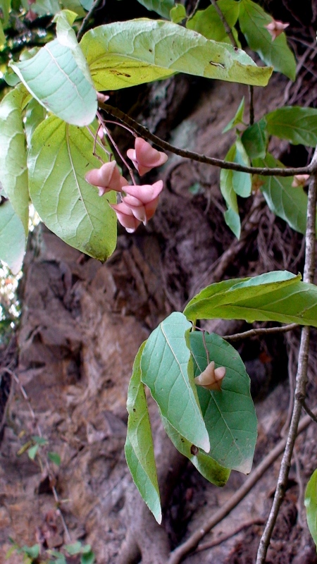 Изображение особи Euonymus latifolius.