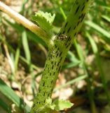 Xanthium orientale