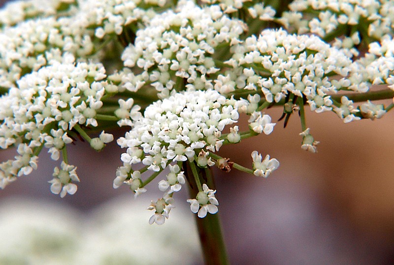 Изображение особи семейство Apiaceae.