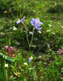 Polemonium acutiflorum. Верхушка цветущего растения. Хр. Баджал, верховья руч. Длинного (лев. приток р. Урми-Макит), сырой луг на морене. 30.06.2008.