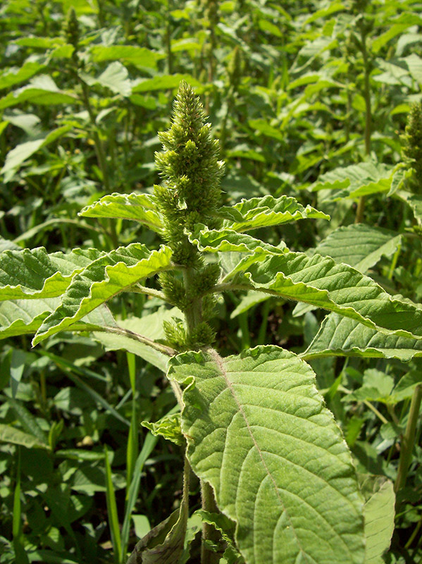 Изображение особи Amaranthus retroflexus.